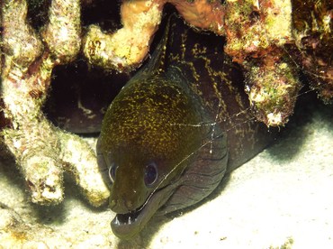 Undulated Moray Eel - Gymnothorax undulatus - Yap, Micronesia