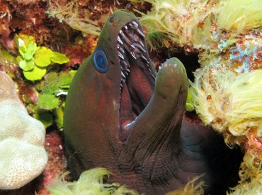 Undulated Moray Eel - Gymnothorax undulatus - Maui, Hawaii