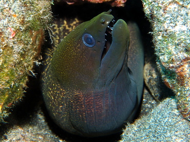 Undulated Moray Eel - Gymnothorax undulatus - Big Island, Hawaii