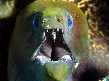 Undulated Moray Eel - Gymnothorax undulatus - Big Island, Hawaii