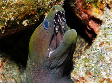 Undulated Moray Eel - Gymnothorax undulatus - Big Island, Hawaii