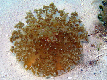 Upsidedown Jelly - Cassiopea frondosa - Turks and Caicos