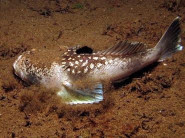 Marbled Stargazer - Uranoscopus bicinctus - Dumaguete, Philippines