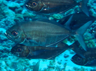 Whitetongue Jack - Uraspis helvola - Palau