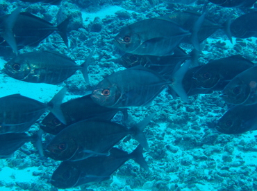 Whitetongue Jack - Uraspis helvola - Palau