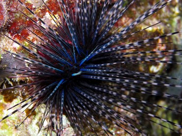 Long-Spined Urchin - Diadema antillarum - Cozumel, Mexico
