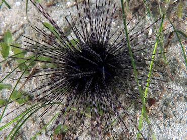 Long-Spined Urchin - Diadema antillarum - Blue Heron Bridge, Florida