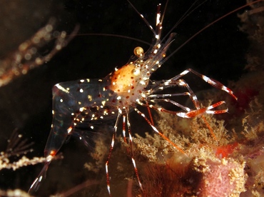 Clear Cleaner Shrimp - Urocaridella antonbruunii - Dumaguete, Philippines