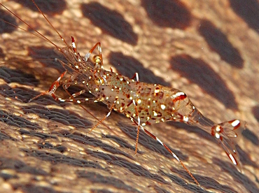 Clear Cleaner Shrimp - Urocaridella antonbruunii - Bali, Indonesia