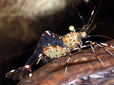 Clear Cleaner Shrimp - Urocaridella antonbruunii - Big Island, Hawaii