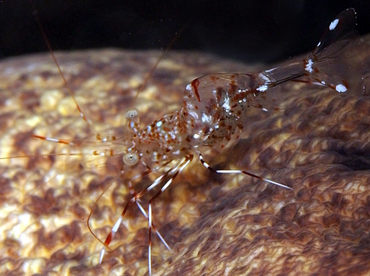 Clear Cleaner Shrimp - Urocaridella antonbruunii - Big Island, Hawaii