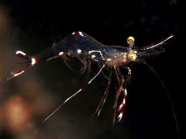 Urocaridella sp. 1 - Urocaridella sp. 1 - Lembeh Strait, Indonesia