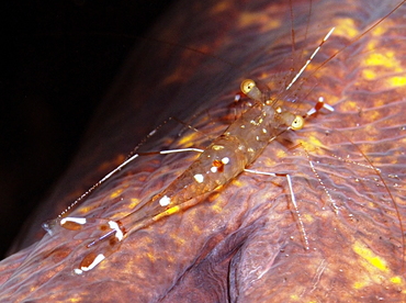 Urocaridella sp. 1 - Urocaridella sp. 1 - Bali, Indonesia