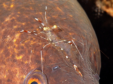 Urocaridella sp. 1 - Urocaridella sp. 1 - Bali, Indonesia