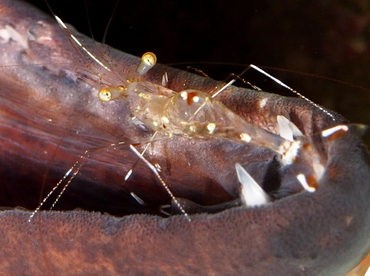 Urocaridella sp. 1 - Urocaridella sp. 1 - Bali, Indonesia