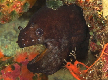 Blotched Moray Eel - Uropterygius fasciolatus - Fiji