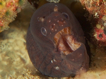 Blotched Moray Eel - Uropterygius fasciolatus - Fiji