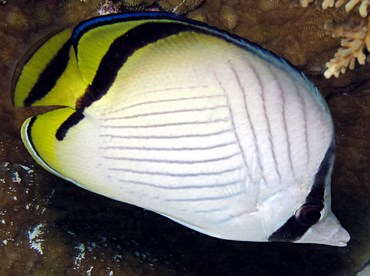 Vagabond Butterflyfish - Chaetodon vagabundus - Palau