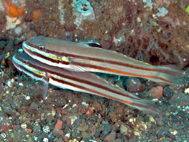 Twostripe Goby - Valenciennea helsdingenii - Bali, Indonesia
