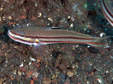 Twostripe Goby - Valenciennea helsdingenii - Bali, Indonesia