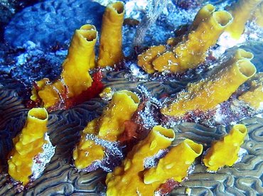 Variable Boring Sponge - Siphonodictyon coralliphagum - Cozumel, Mexico