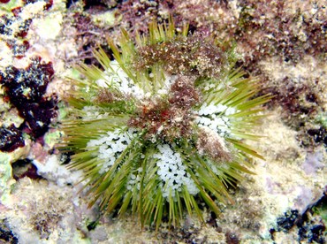 Variegated Urchin - Lytechinus variegatus - Grand Cayman