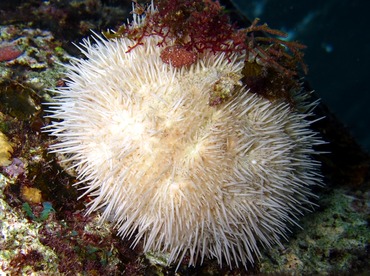 Variegated Urchin - Lytechinus variegatus - Cozumel, Mexico