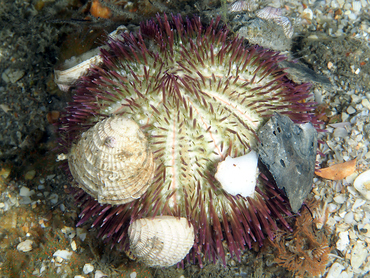 Variegated Urchin - Lytechinus variegatus - Blue Heron Bridge, Florida