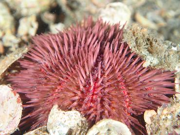 Variegated Urchin - Lytechinus variegatus - Blue Heron Bridge, Florida