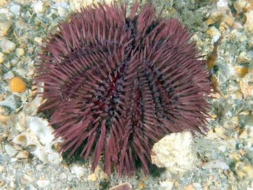 Variegated Urchin - Lytechinus variegatus - Blue Heron Bridge, Florida