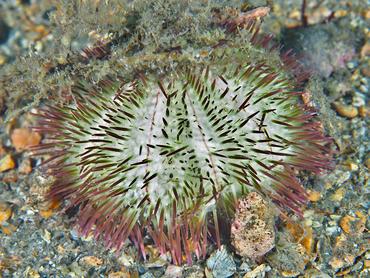 Variegated Urchin - Lytechinus variegatus - Blue Heron Bridge, Florida