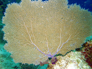 Venus Sea Fan - Gorgonia flabellum - Nassau, Bahamas