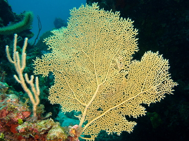 Venus Sea Fan - Gorgonia flabellum - The Exumas, Bahamas