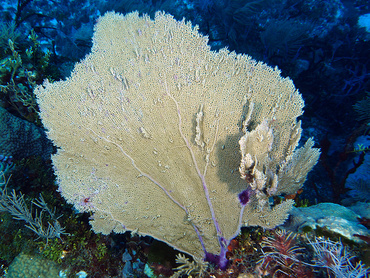 Venus Sea Fan - Gorgonia flabellum - Cozumel, Mexico