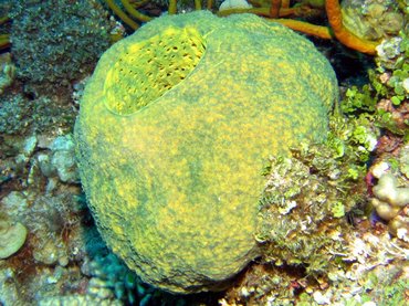 Reticulated Barrel Sponge - Verongula reiswigi - Bonaire
