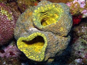 Reticulated Barrel Sponge - Verongula reiswigi - Cozumel, Mexico