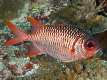 Violet Soldierfish - Myripristis violacea - Palau