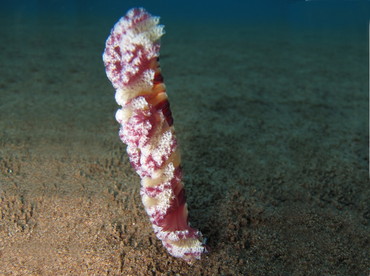 Virgularia sp. 3 - Virgularia sp. 3 - Dumaguete, Philippines