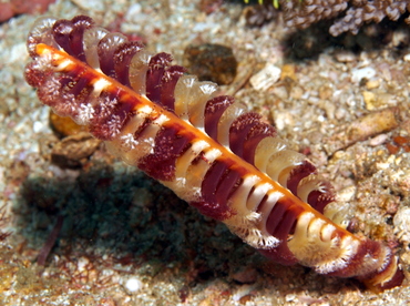 Virgularia sp. 3 - Virgularia sp. 3 - Anilao, Philippines