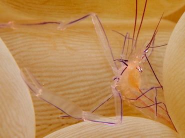 Bubble Coral Shrimp - Vir philippinensis - Lembeh Strait, Indonesia