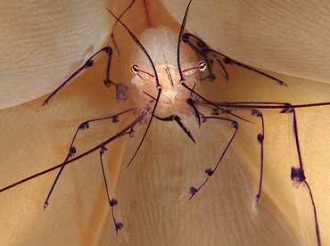 Bubble Coral Shrimp - Vir philippinensis - Wakatobi, Indonesia