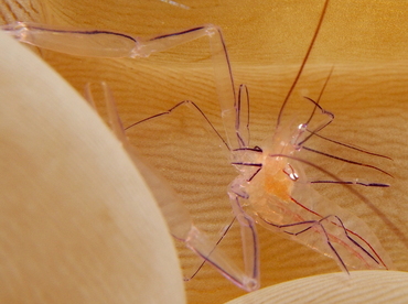 Bubble Coral Shrimp - Vir philippinensis - Lembeh Strait, Indonesia