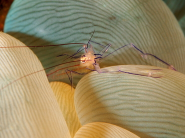 Bubble Coral Shrimp - Vir philippinensis - Anilao, Philippines