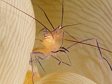 Bubble Coral Shrimp - Vir philippinensis - Anilao, Philippines