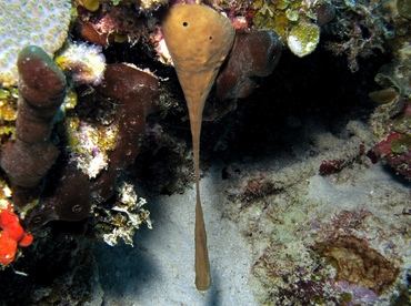 Viscous Sponge - Plakortis angulospiculatus - St Thomas, USVI