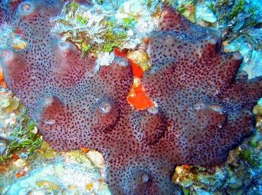 Dark Volcano Sponge - Svenzea zeai - Bimini, Bahamas