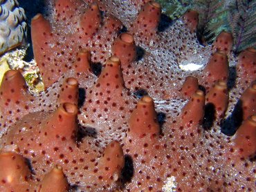 Dark Volcano Sponge - Svenzea zeai - Turks and Caicos