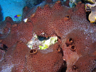 Dark Volcano Sponge - Svenzea zeai - Turks and Caicos