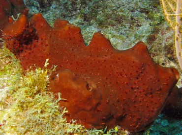 Dark Volcano Sponge - Svenzea zeai - Belize