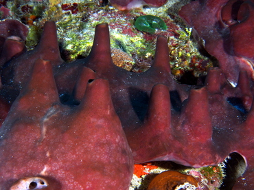 Dark Volcano Sponge - Svenzea zeai - Cozumel, Mexico